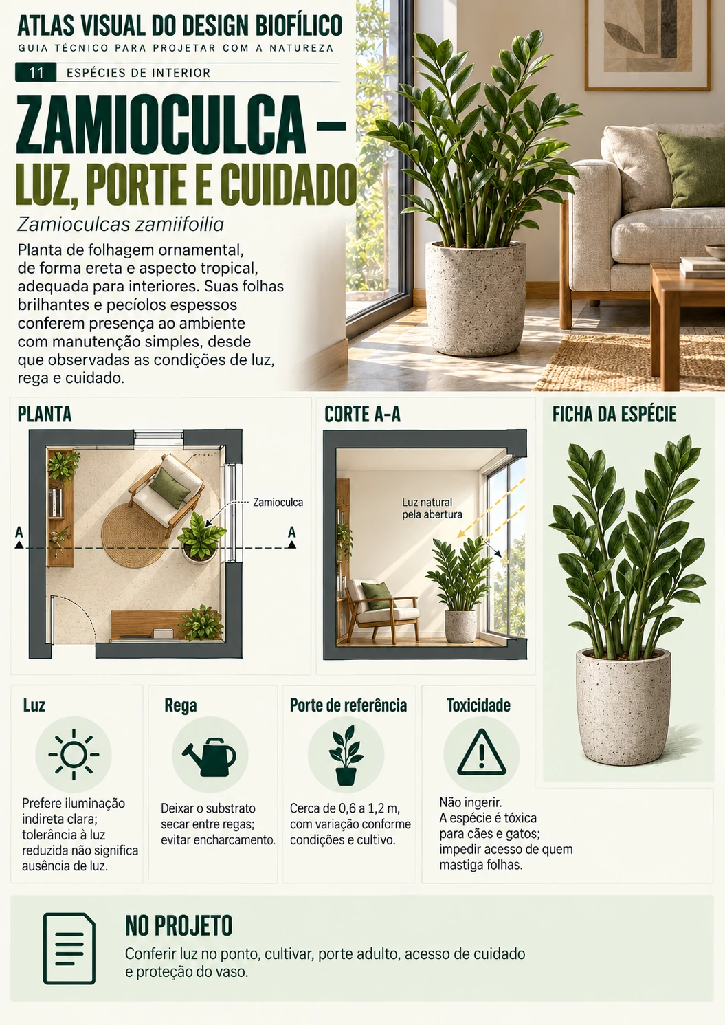 Zamioculca: luz, porte e cuidado
