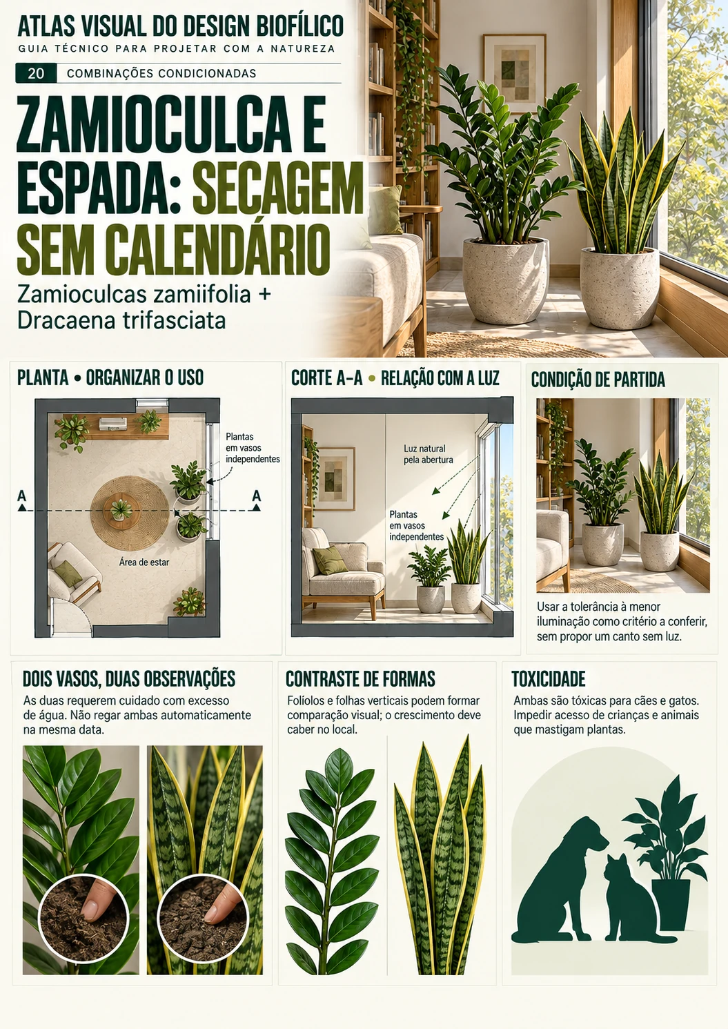 Zamioculca e espada: secagem sem calendário